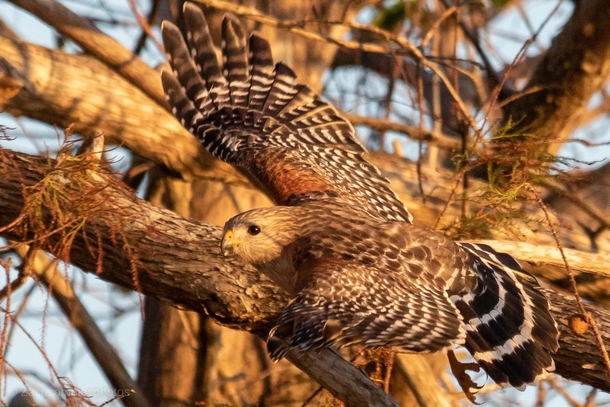 This Red shouldered hawk keeping an eye me