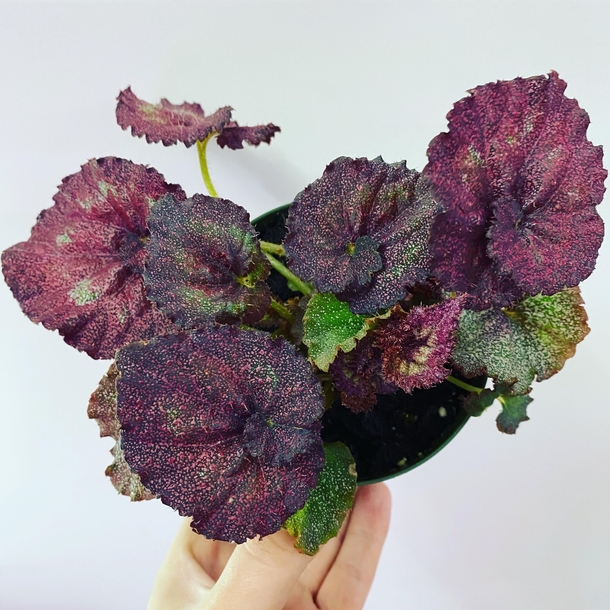 This rex begonia looks like a pointillism painting