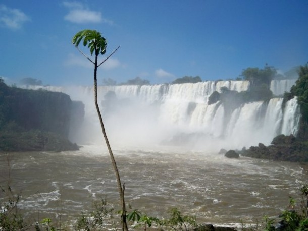 This small tree REALLY loves the Iguazu Falls 