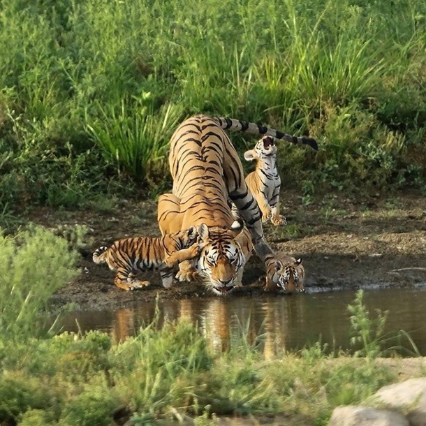 This tigress is Collarwalli Baghin the famed supermom from Pench Tiger Reserve Madhya Pradesh India who delivered a record  cubs in eight litters most tigresses stop at four