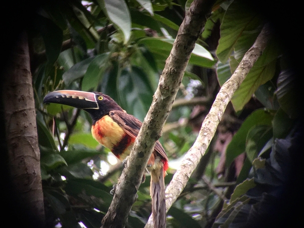 This Toucan in Costa Rica