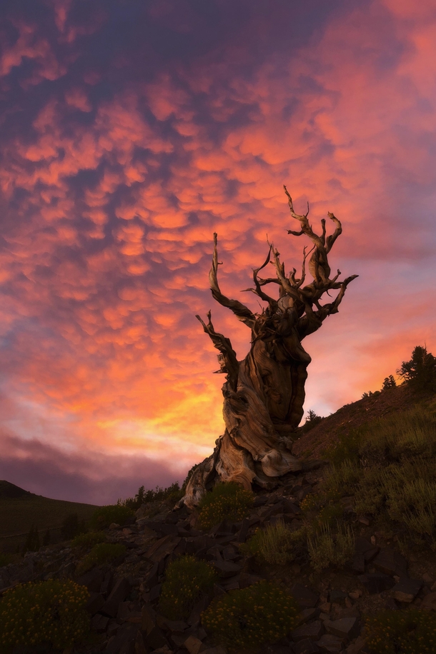 This tree in California predates Jesus by thousands of years 