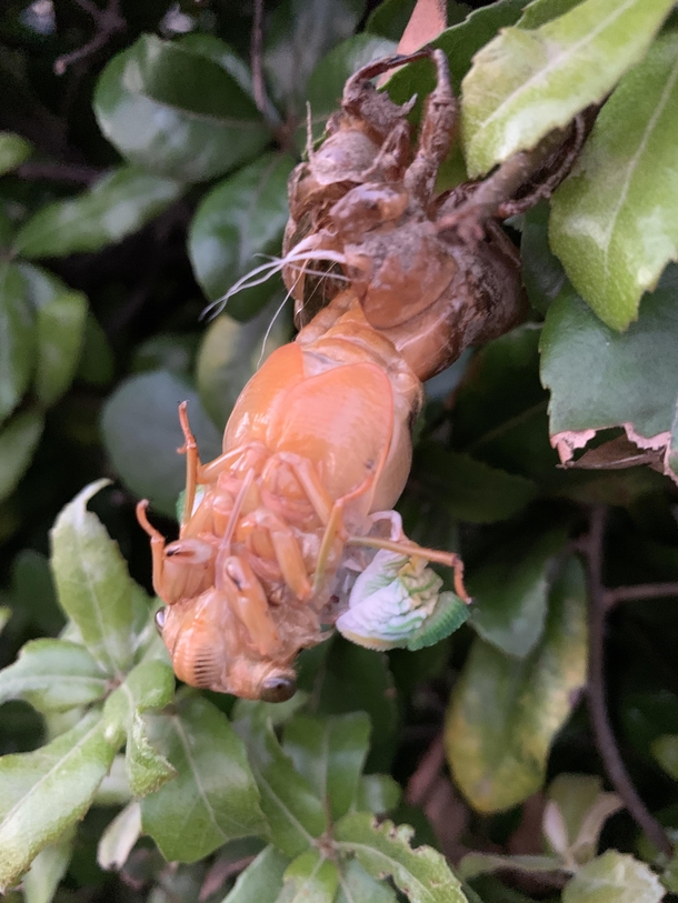 This what a cicada Cicadoidea looks like as it emerges from its shell