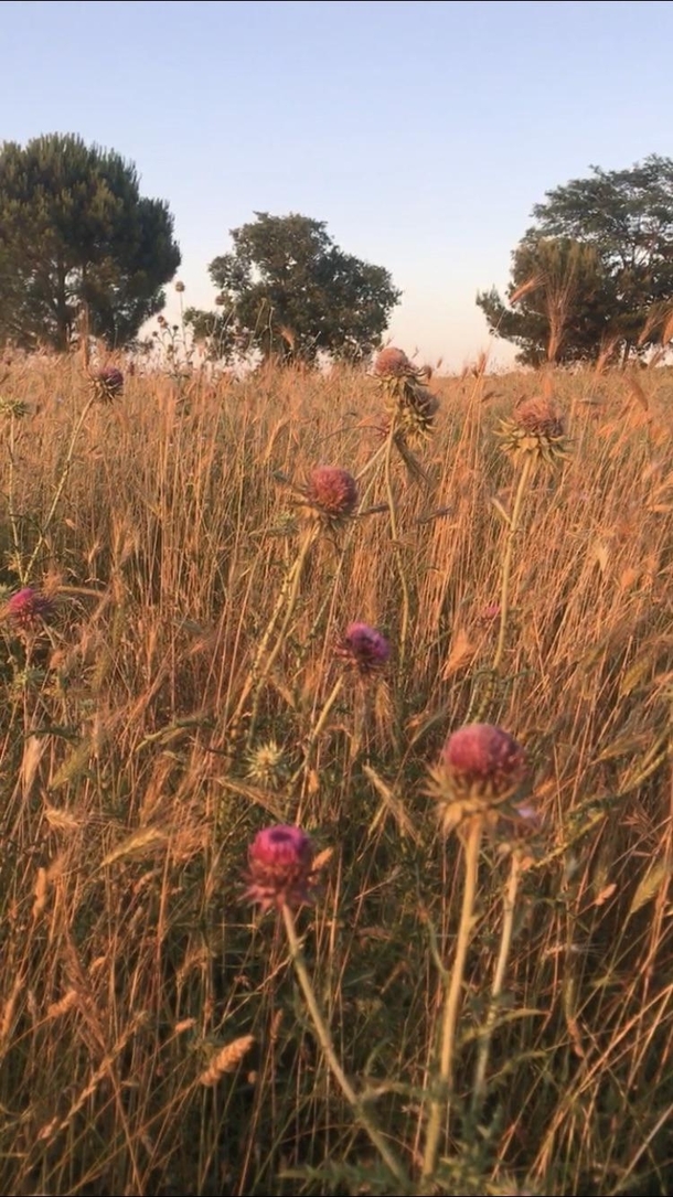Thistle and weeds in Croatia