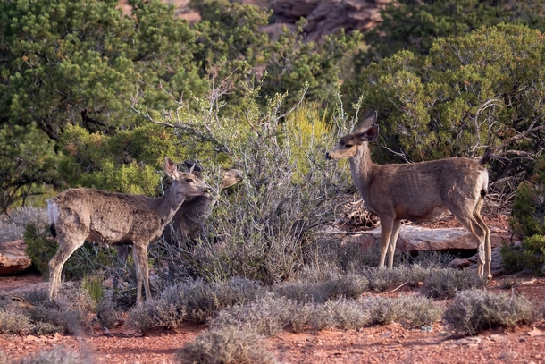 Three Mule Deer having a morning snack from a tasty bush 