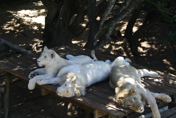 Three young lions in the shade 