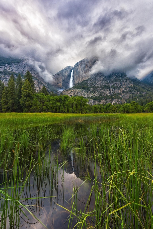 Through the looking Grass Yosemite Falls Yosemite National Park CA 
