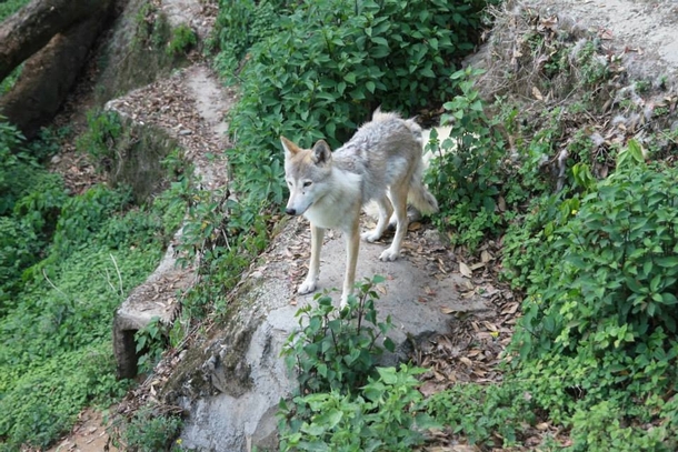 Tibetan wolf Canis lupus chanco in Darjeeling Zoo 