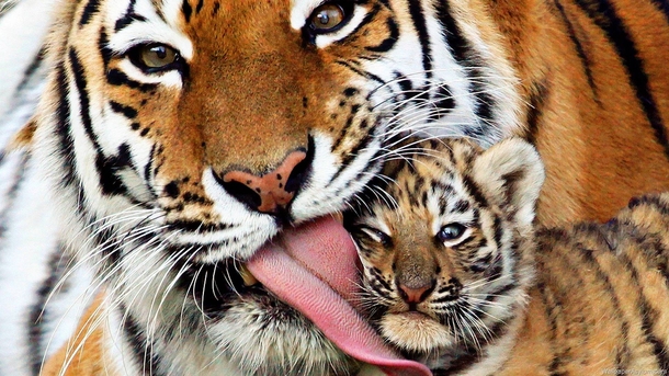 Tiger and Her Embarrassed Cub 