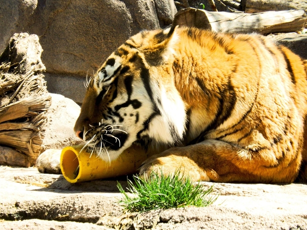 Tiger at Utahs Hogle Zoo 