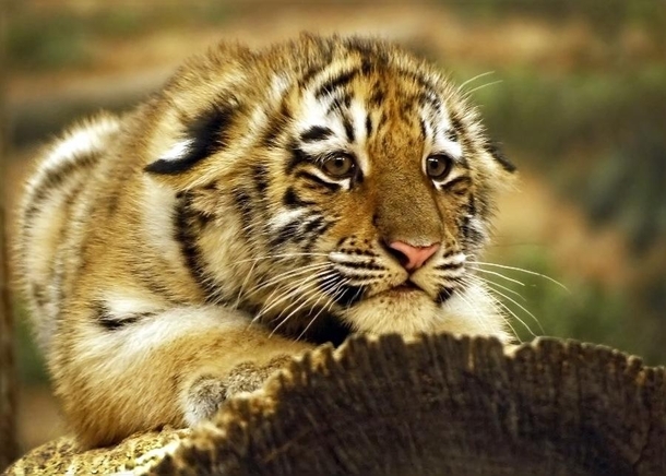 Tiger cub crouched on a log x-post from rawwducational 
