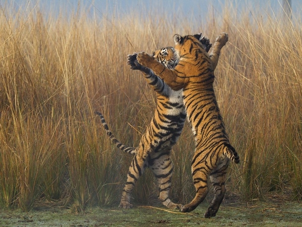 Tiger cubs play-fighting India photo by Souvik Kundu