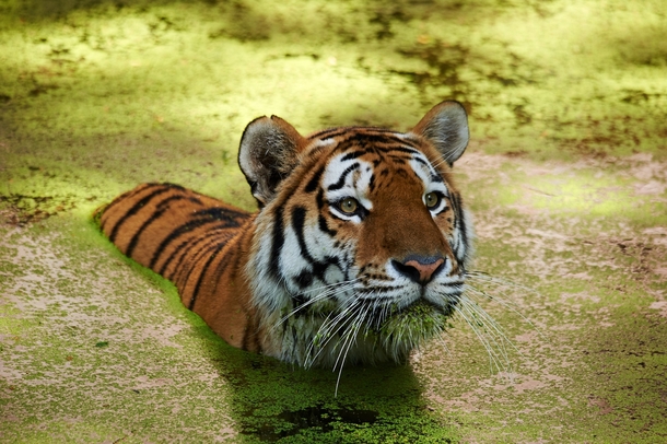 Tiger in swamp 