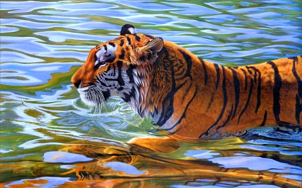 Tiger in Water Panthera tigris 