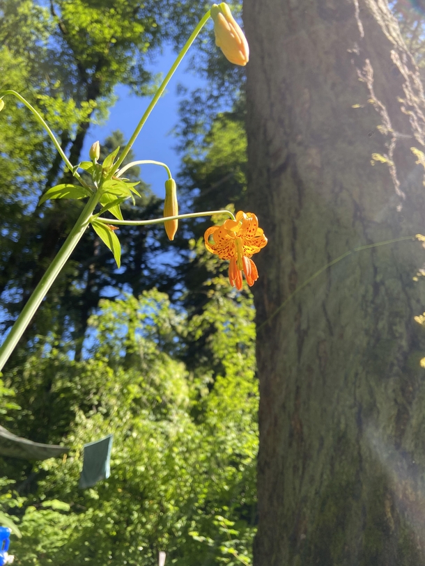 Tiger Lily at a campground in the Cascades