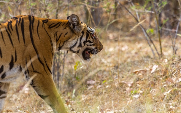 Tiger on the prowl near Telia Lake Tadoba Andhari Tiger Reserve Maharashtra India 
