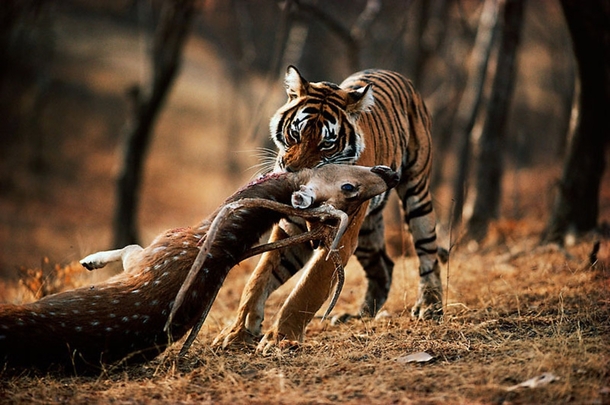 Tiger Panthera tigris with chital Axis axis kill 