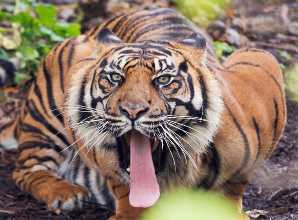 Tiger yawn  Frankfurt Zoo Germany 
