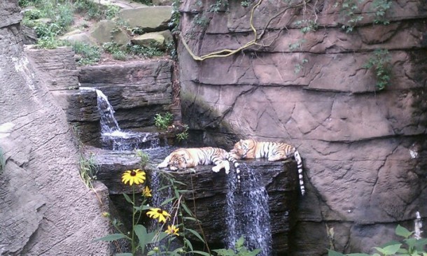 Tigers Napping at the Pittsburgh Zoo Pittsburgh PA 