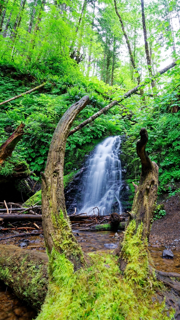 Tillamook State Forest Oregon 