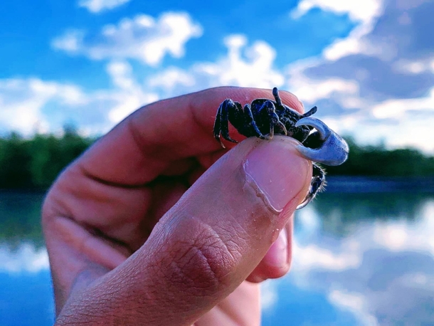 Tiny crab big claw