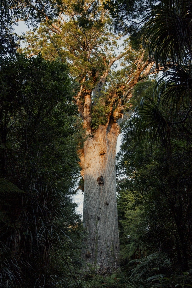 Tne Mahuta - A  Year Old Tree That Stands Almost  Metres Tall in New Zealand 