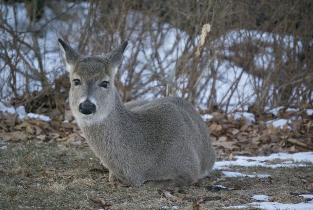 Today at Shenandoah National Park deer 