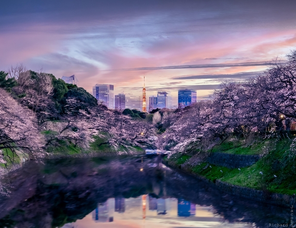 Tokyo Cherry Blossom Edition