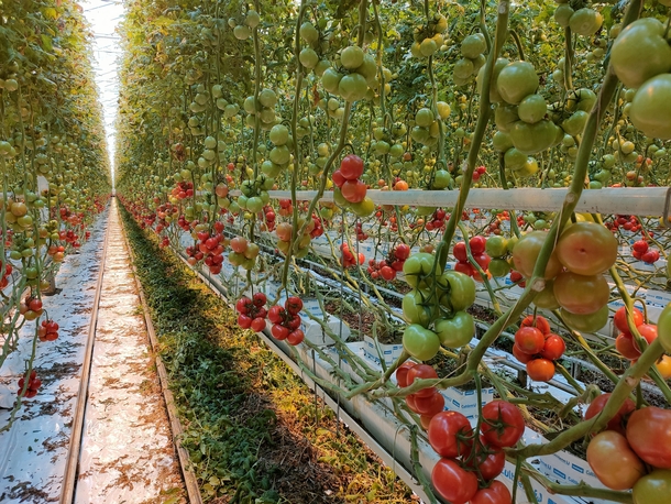 Tomato greenhouse in the Netherlands 