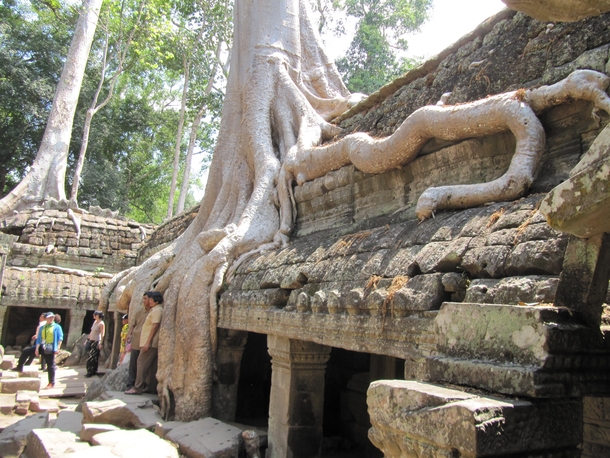 Tomb Raider Temple Ta Prohm Cambodia 