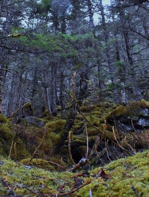 Tongass National Forest - Juneau AK X