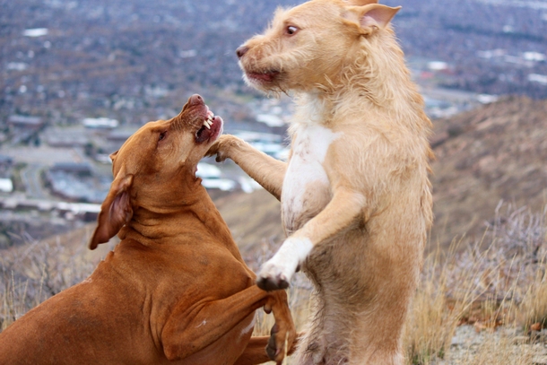 Took my dogs for a walk and took some pictures of them playfighting Was a bit surprised by how this shot turned out Hungarian Vizsla and Pitbull Mix