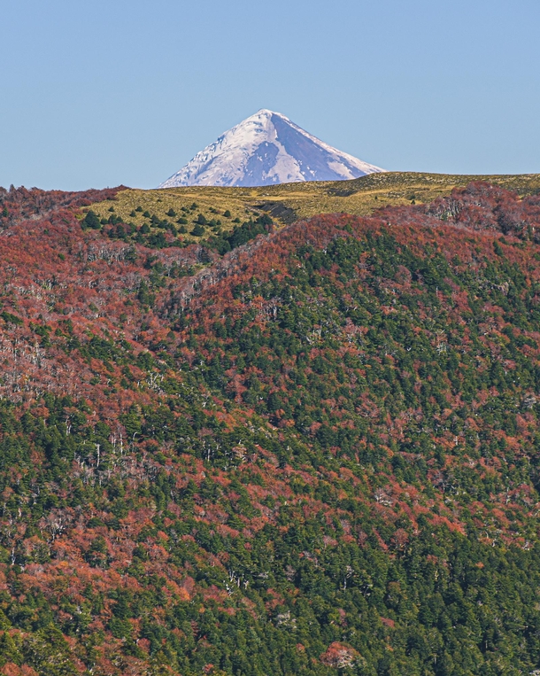 Top of Osorno Volcano during fall colors from Puyehue National Park Chile  by dougscortegagna