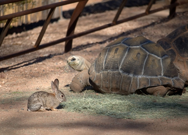Tortoise and Hare a race to finish the hay
