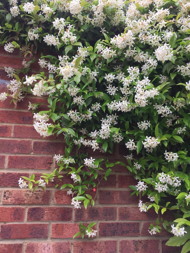 Trachelospermum jasminoides Hertfordshire England moist with rain and smelling terrific