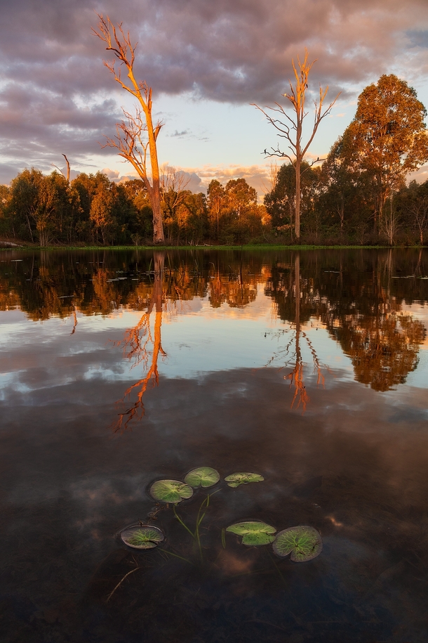 Tranquil sunset by the lake with water lillies in Gold Coast Australia  antongorlin