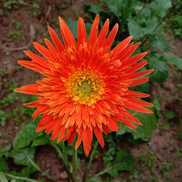 Transvaal daisy Gerbera