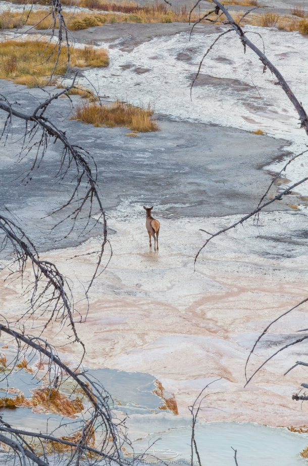 Travertine hot springs and a lonely elk Yellowstone 