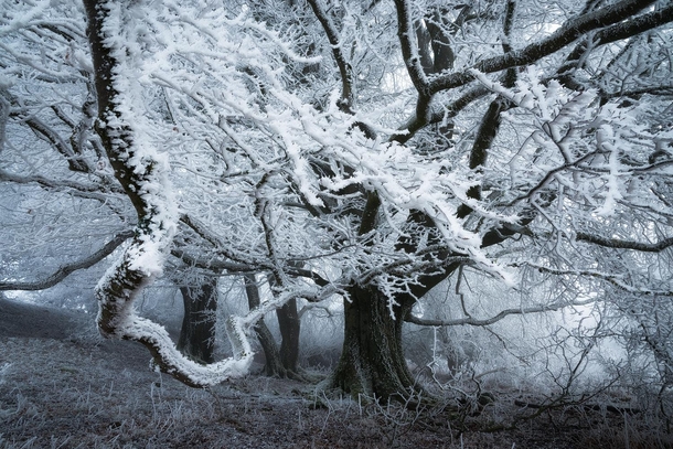 Tree after an icy storm Heiko Gerlicher