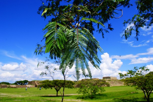 Tree Amongst Mexican Pyramids 