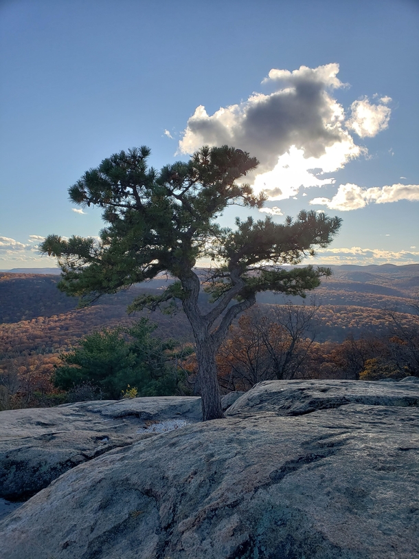 Tree at the peak of the mountain Perfect time of day for the shot At Bear Mountains State Park New York 