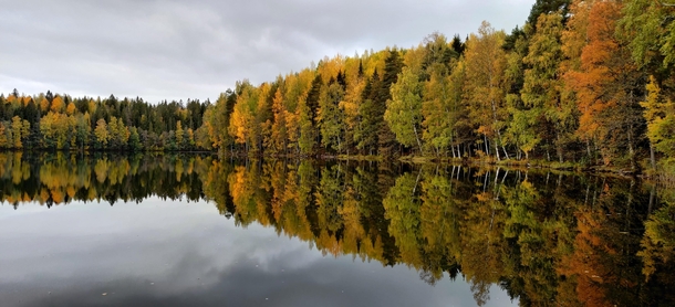 Tree colors during fall at Suolijrvi Hervanta Finland  x