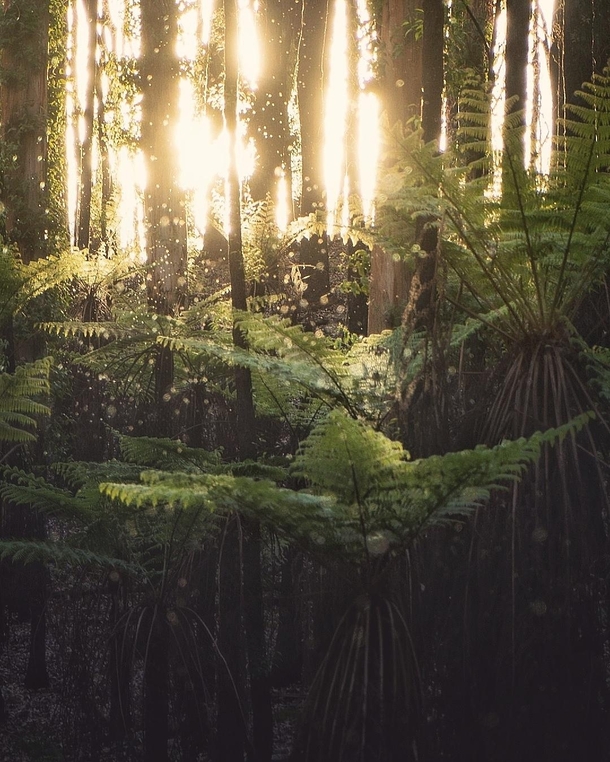 Tree ferns recovering after a bush fire - Bunyip Australia 