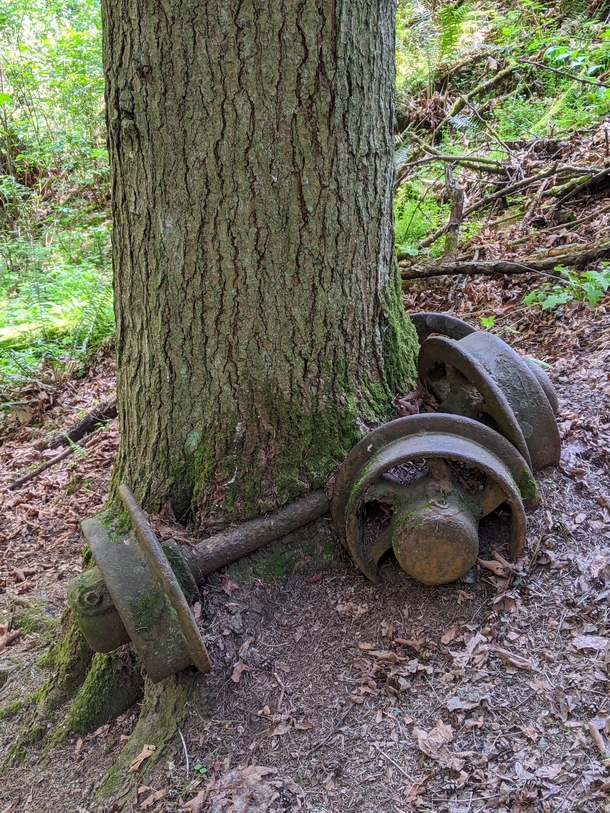 Tree growing around old coal cart axle
