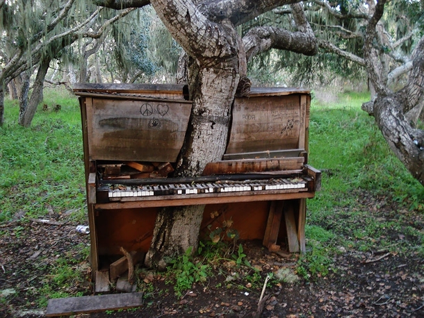 Tree grows through piano