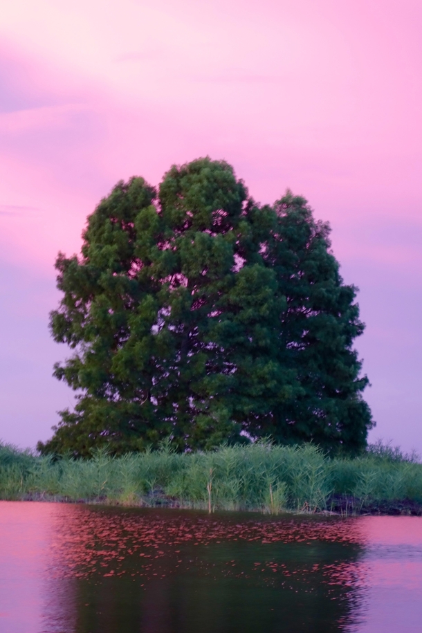 Tree in evening in FloridaOC