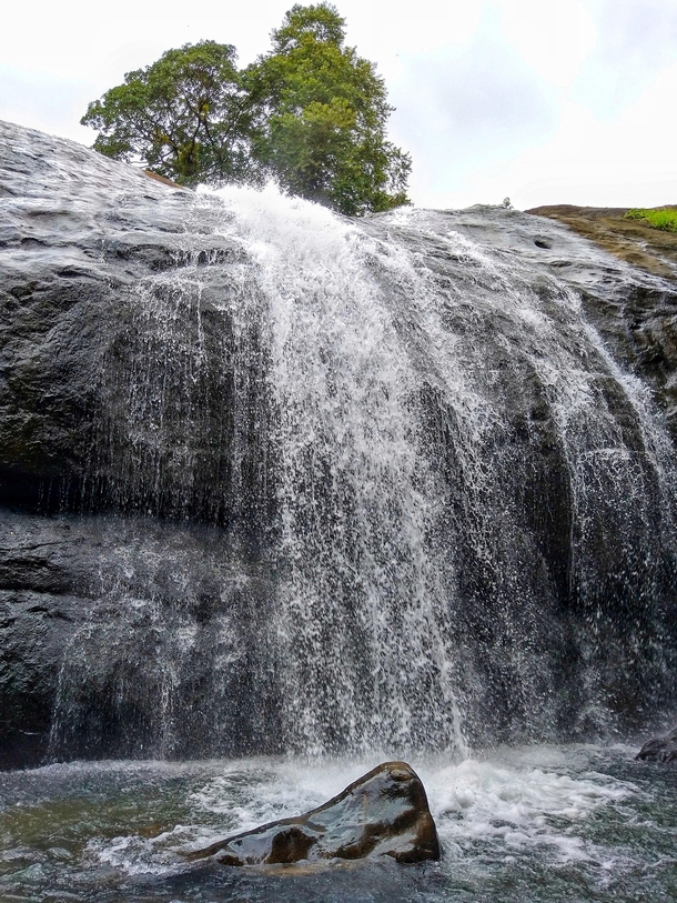 Tree of Life Anachadikuthu Waterfalls India 