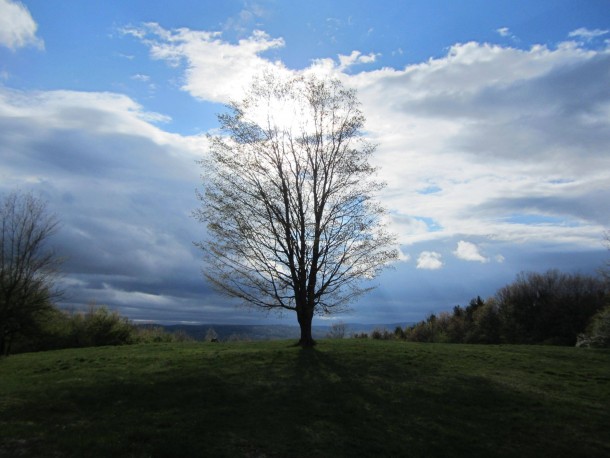 Tree on a hill - beautiful and unedited - 