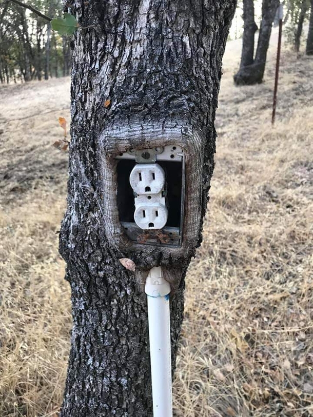 Tree Power Outlet