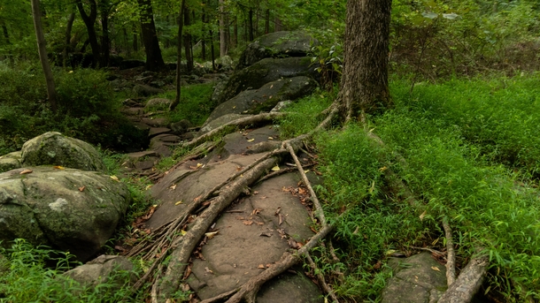 Tree Rooting around rock formation in Sourland Mountain Preserve New Jersey 